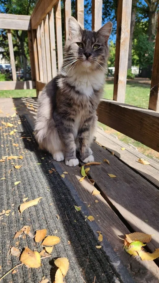 Lost cat in Emmett, ID, 83617