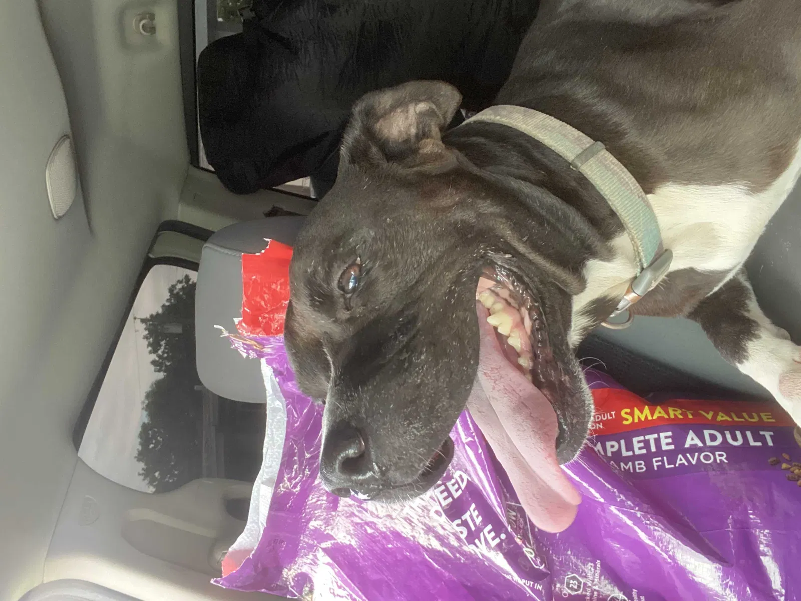 Lost dog in Homestead, FL, 33034