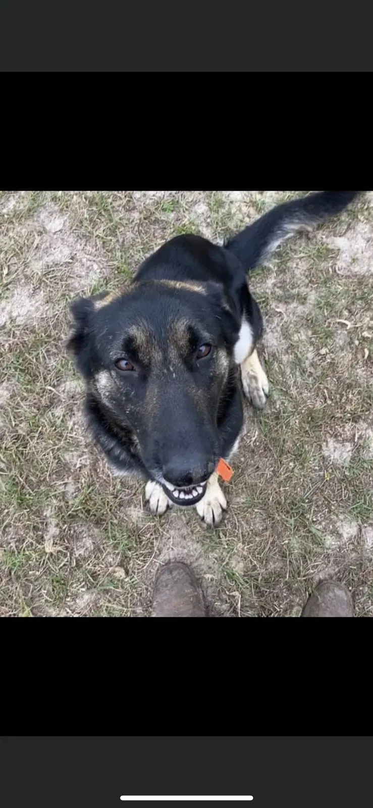 Lost dog in Citra, FL, 32113