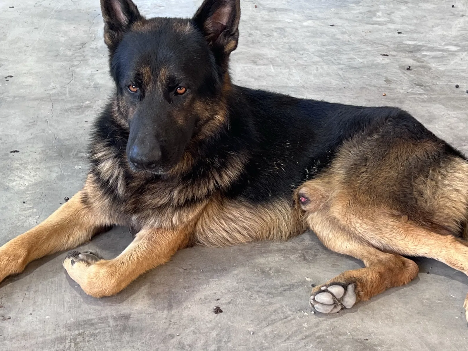 Lost dog in Homestead, FL, 33034