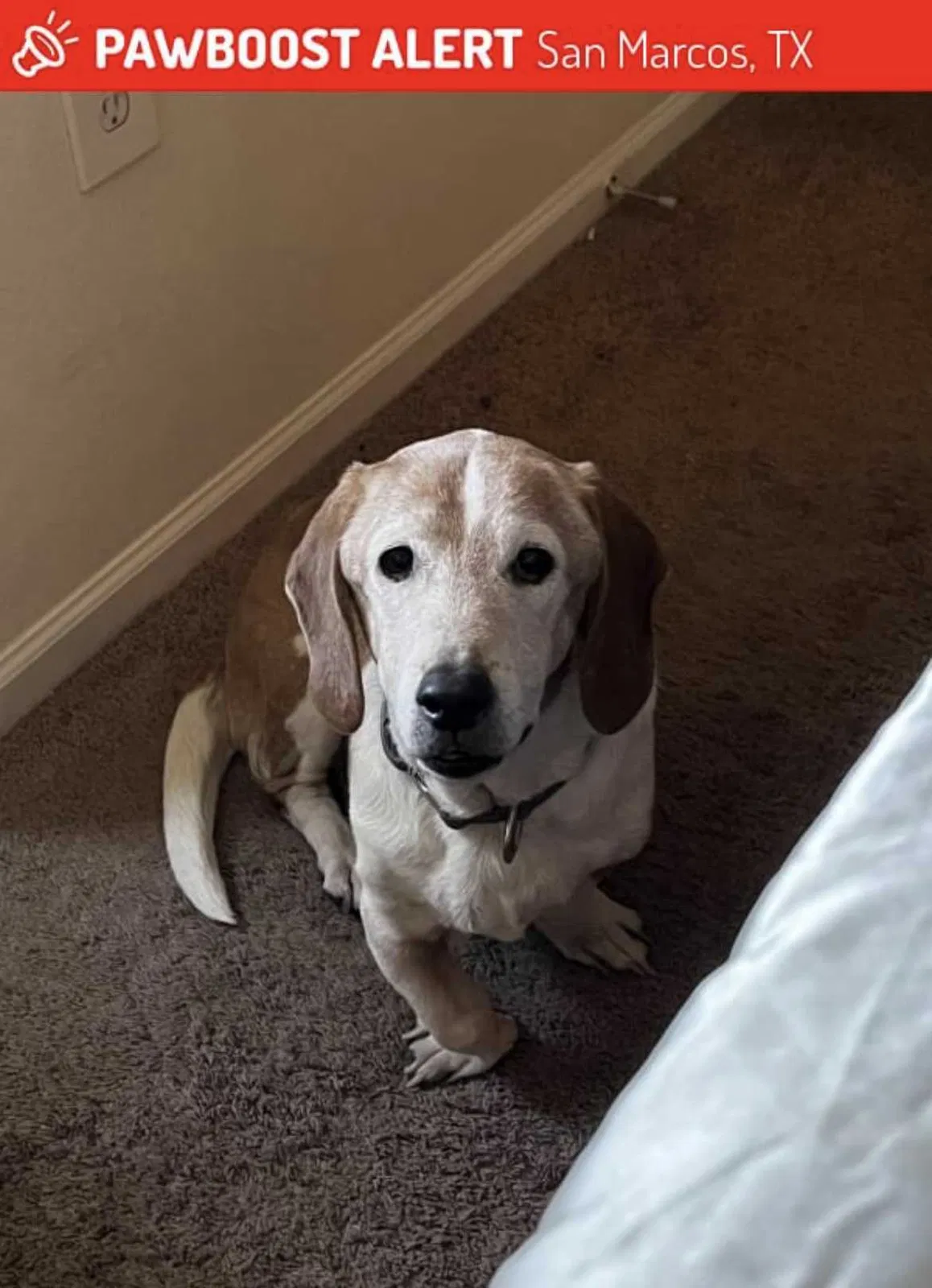 Lost dog in Round Rock, TX, 78681