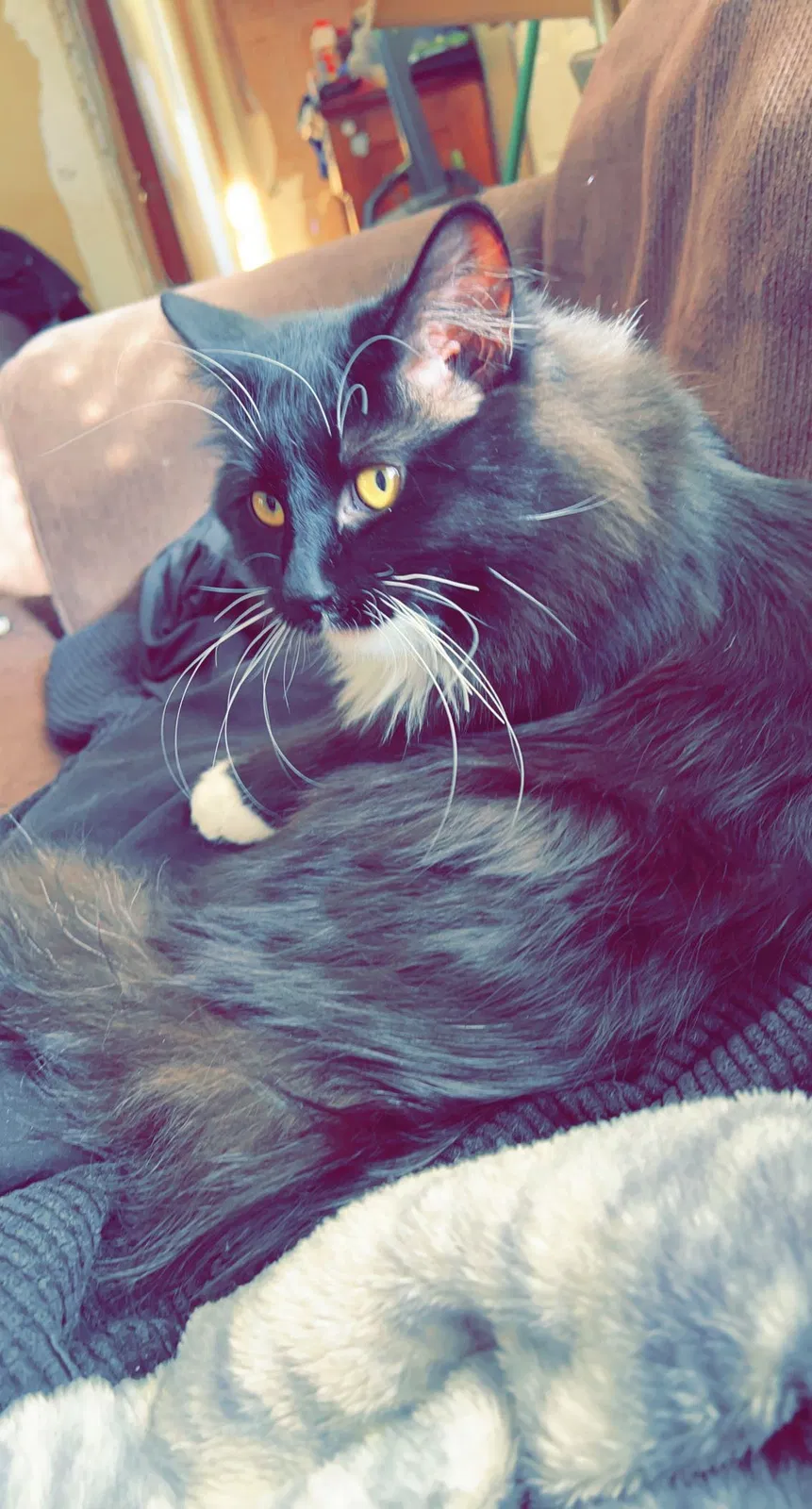 Lost cat in Reedsburg, WI, 53959