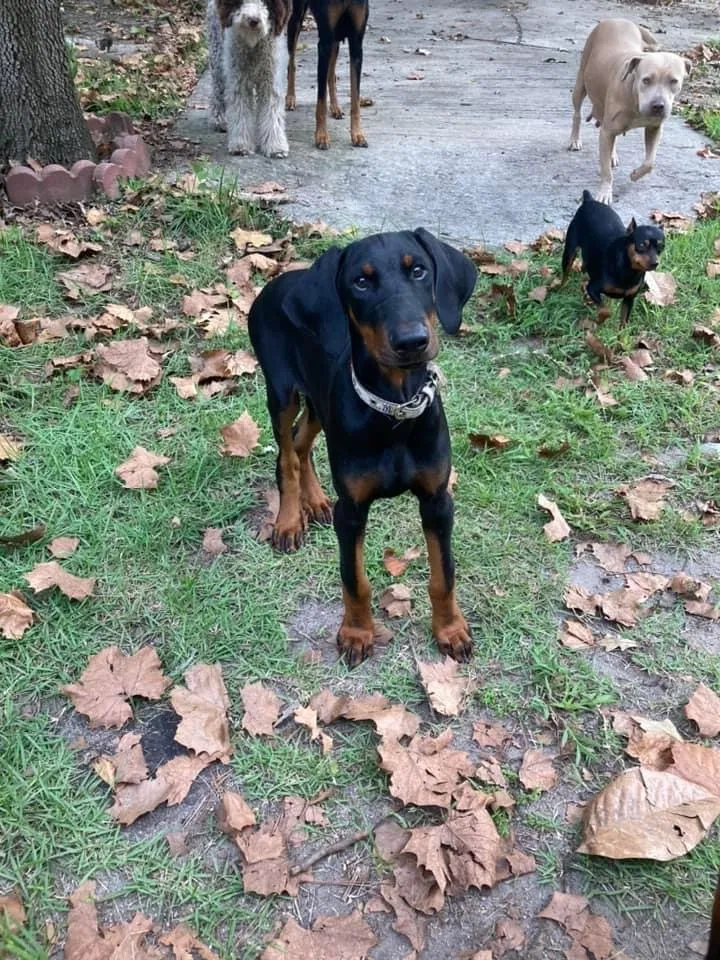 Lost dog in Eutawville, SC, 29048