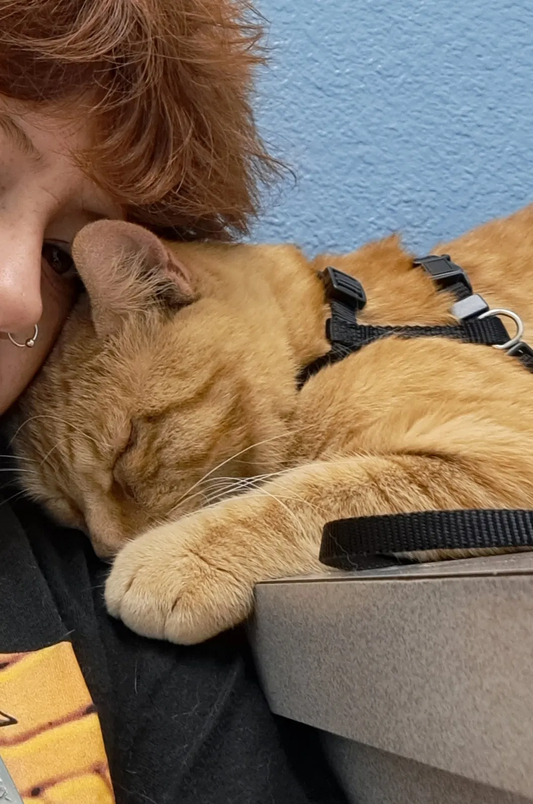 Lost cat in Vista, CA, 92083