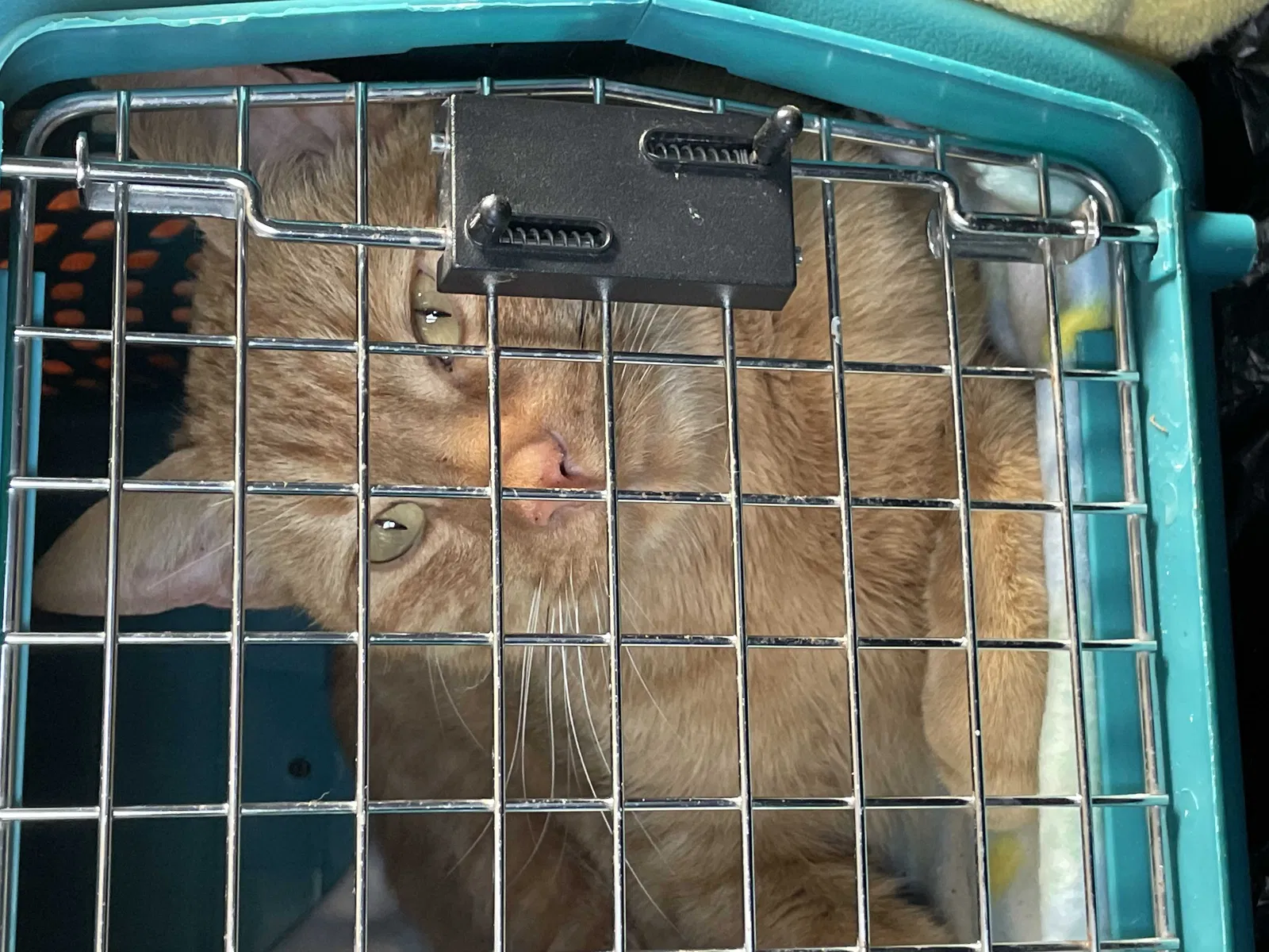 Found cat in Princeton, WV, 24740