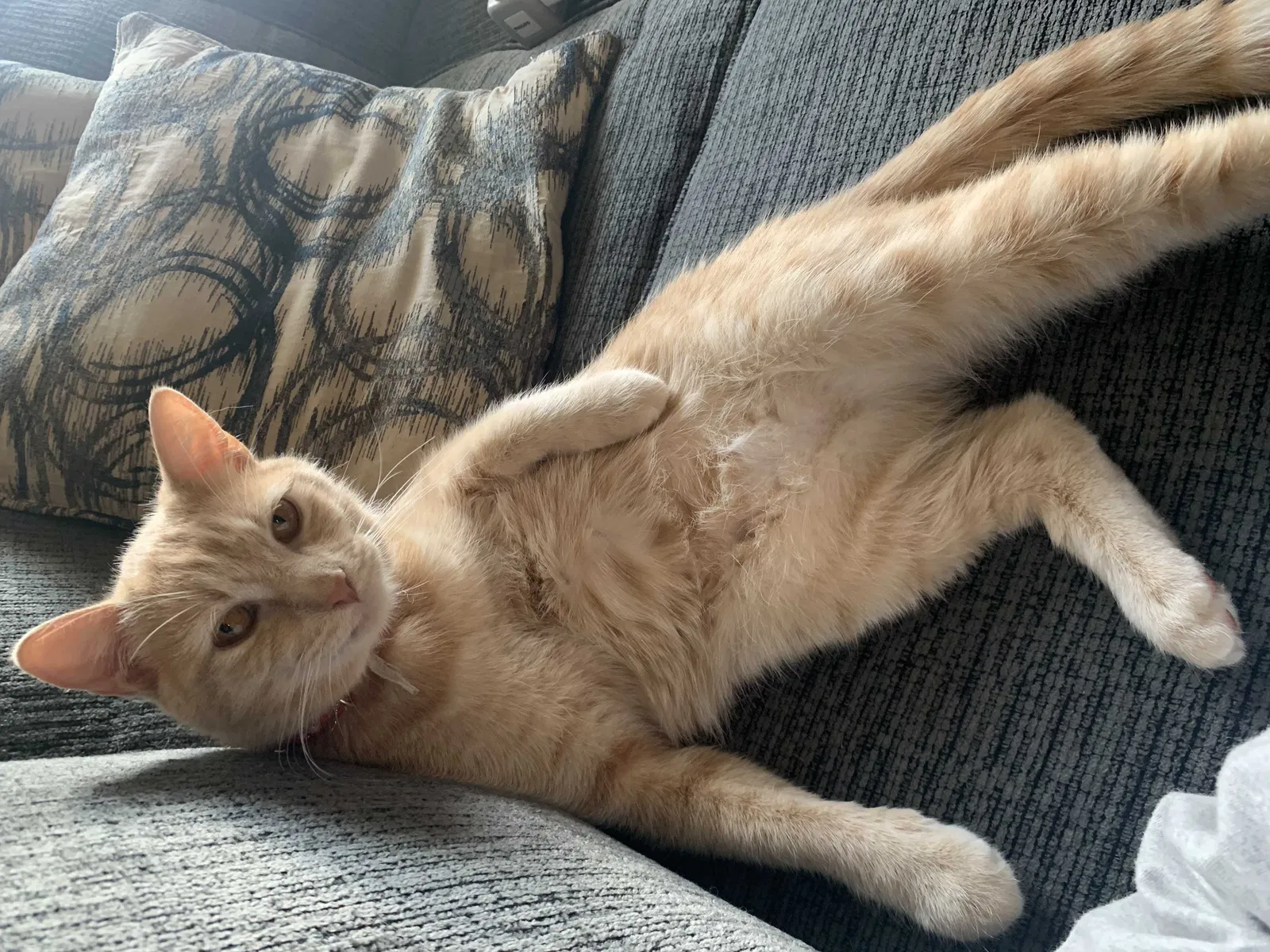 Lost cat in Colorado Springs, CO, 80920