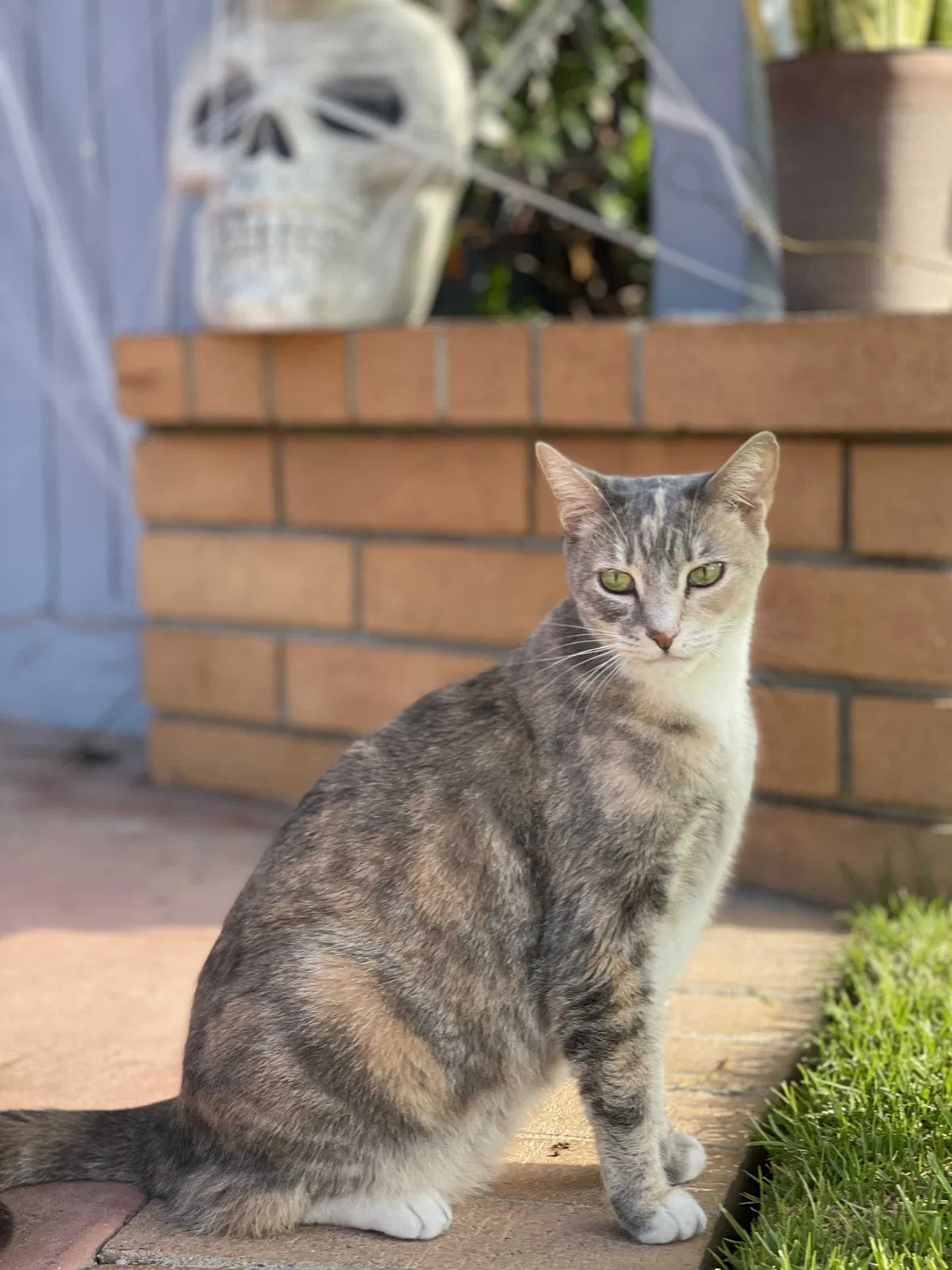 Lost cat in San Dimas, CA, 91773