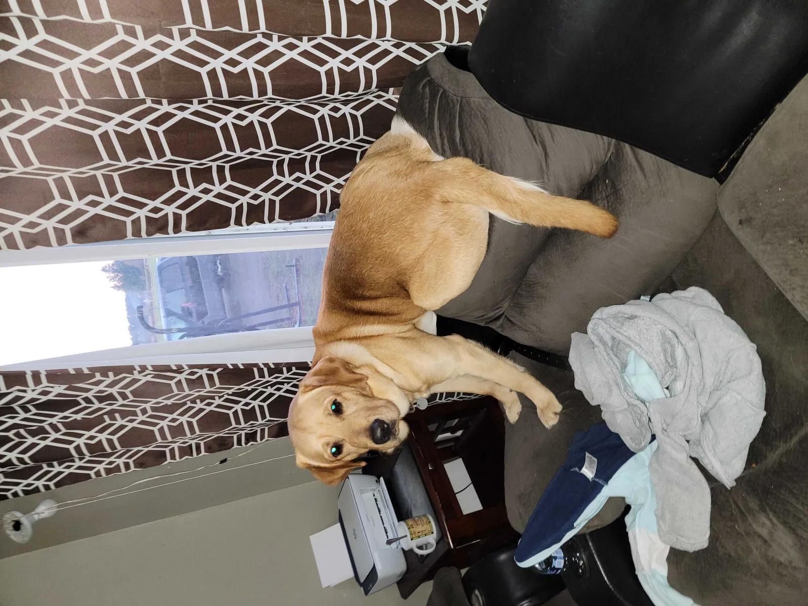 Lost dog in Tenino, WA, 98589