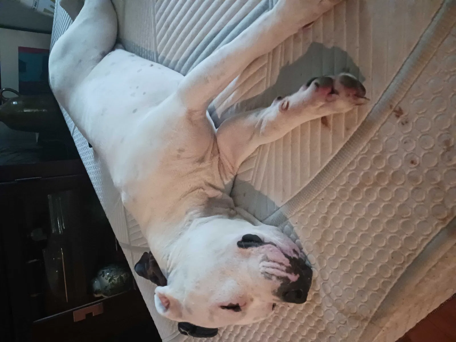 Lost dog in Tampa, FL, 33605