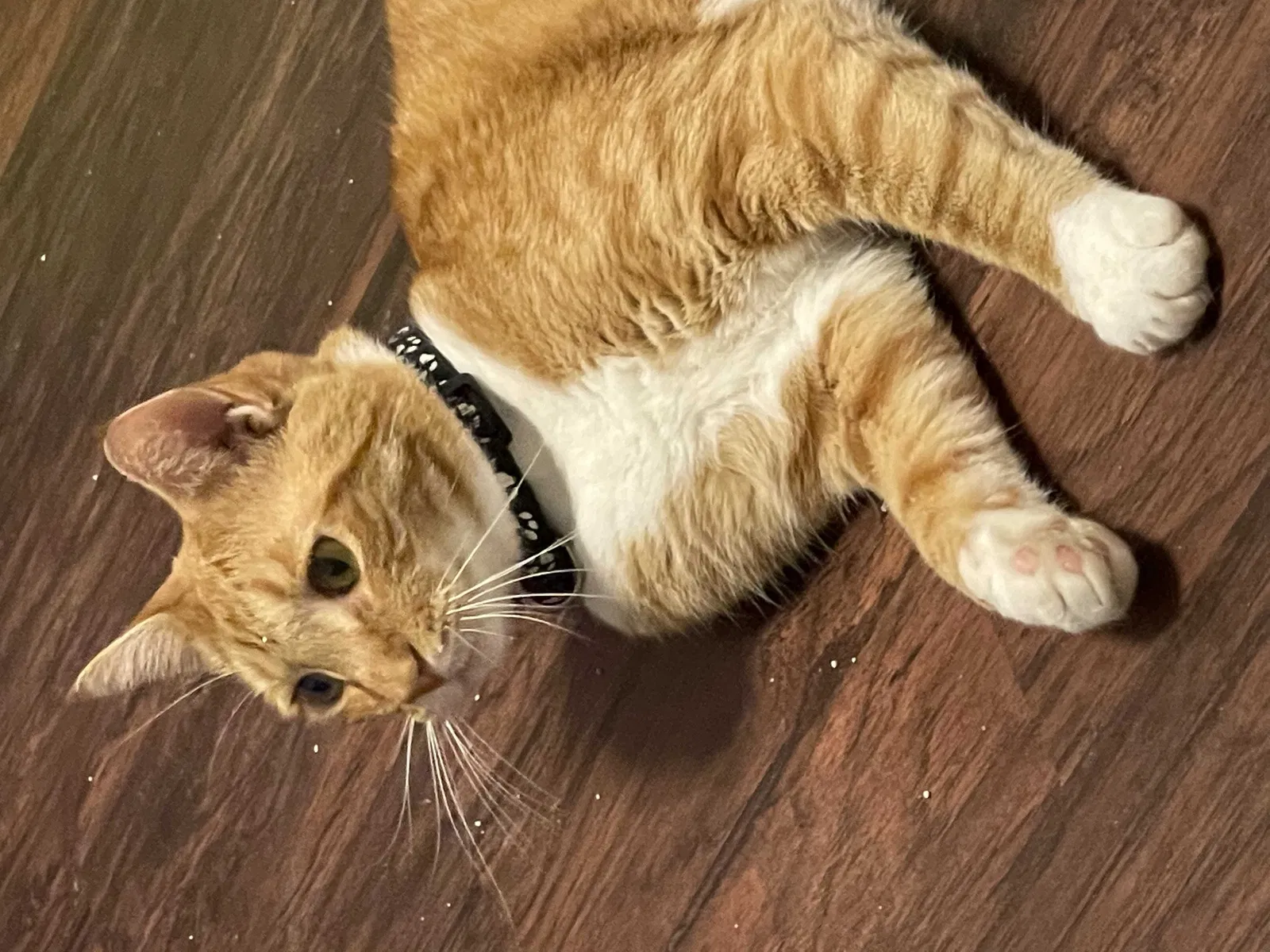 Lost cat in Saint Petersburg, FL, 33716
