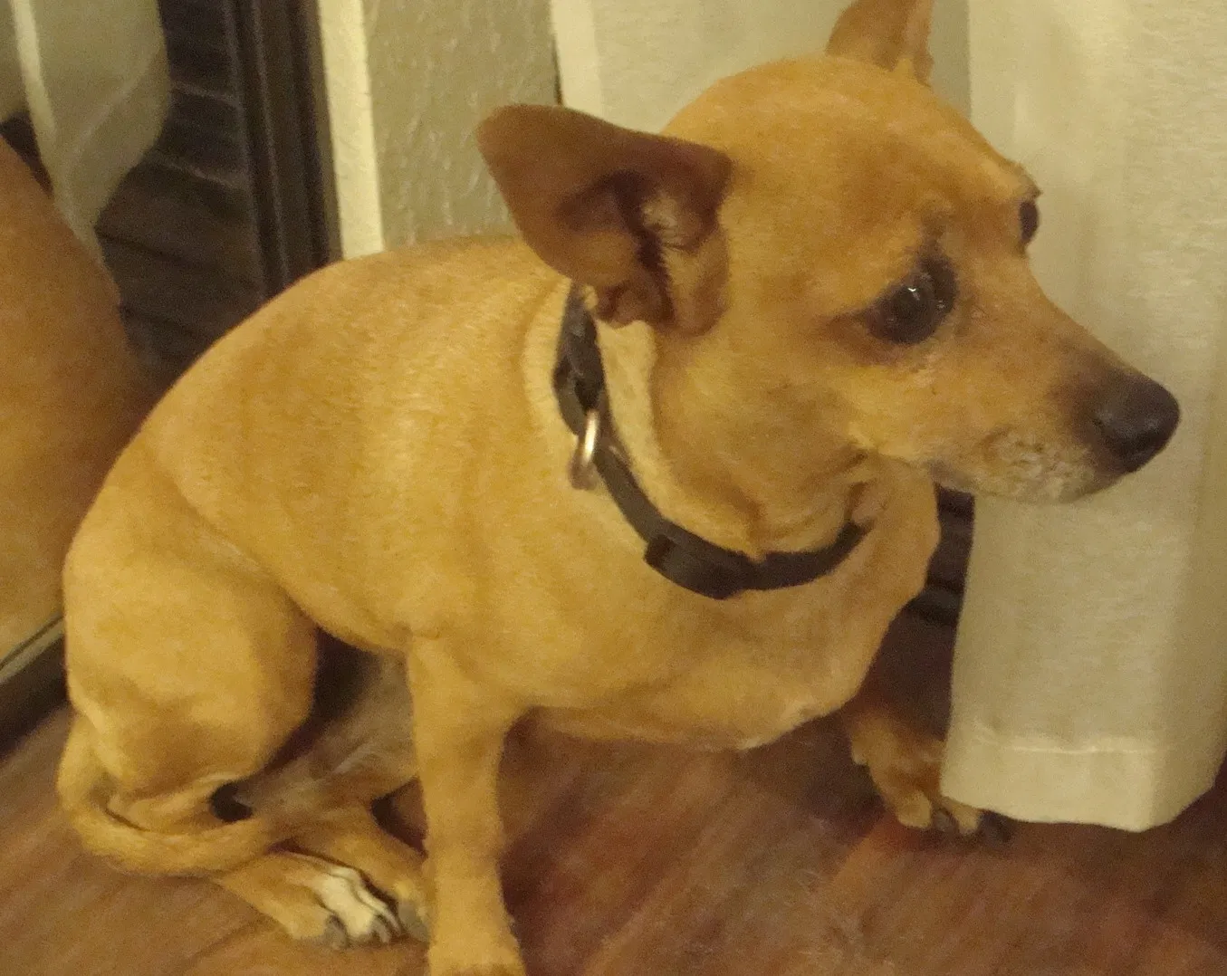 Found dog in Lancaster, CA, 93535