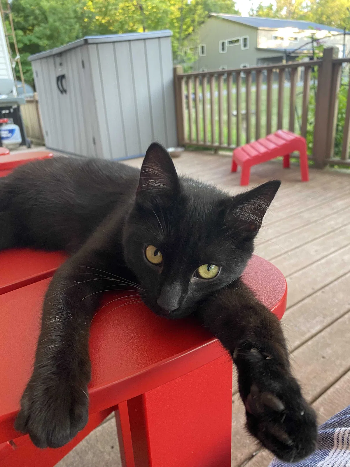 Lost cat in Bellefontaine, OH, 43311