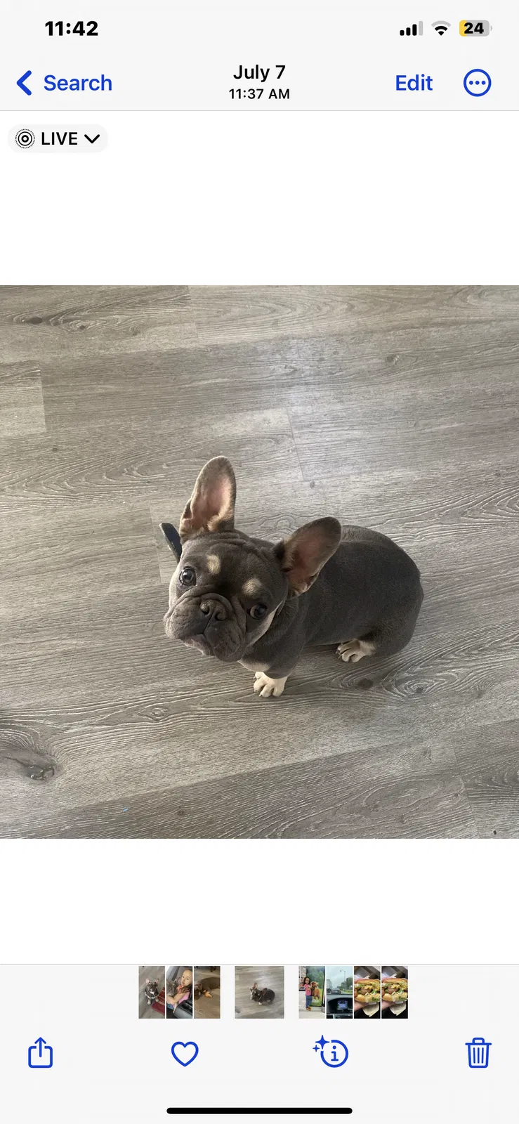 Lost dog in Bloomington, CA, 92316