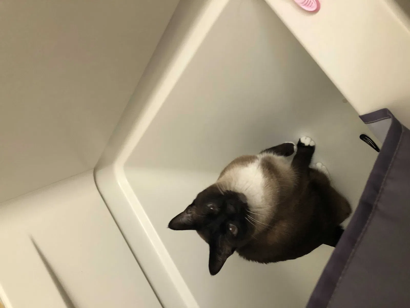 Lost cat in Toledo, OH, 43611