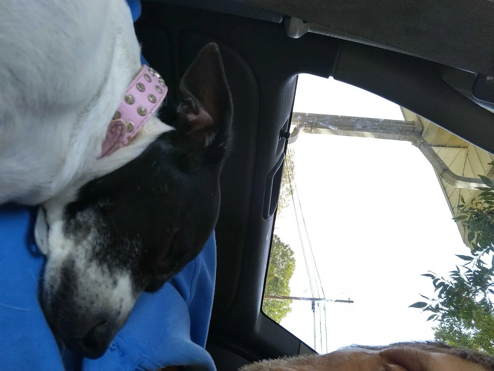 Lost dog in Landis, NC, 28088