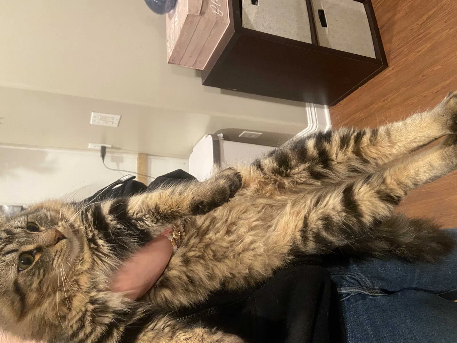 Lost cat in National City, CA, 91950