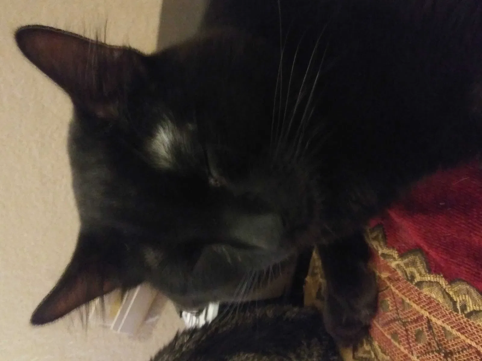 Lost cat in Adelanto, CA, 92301