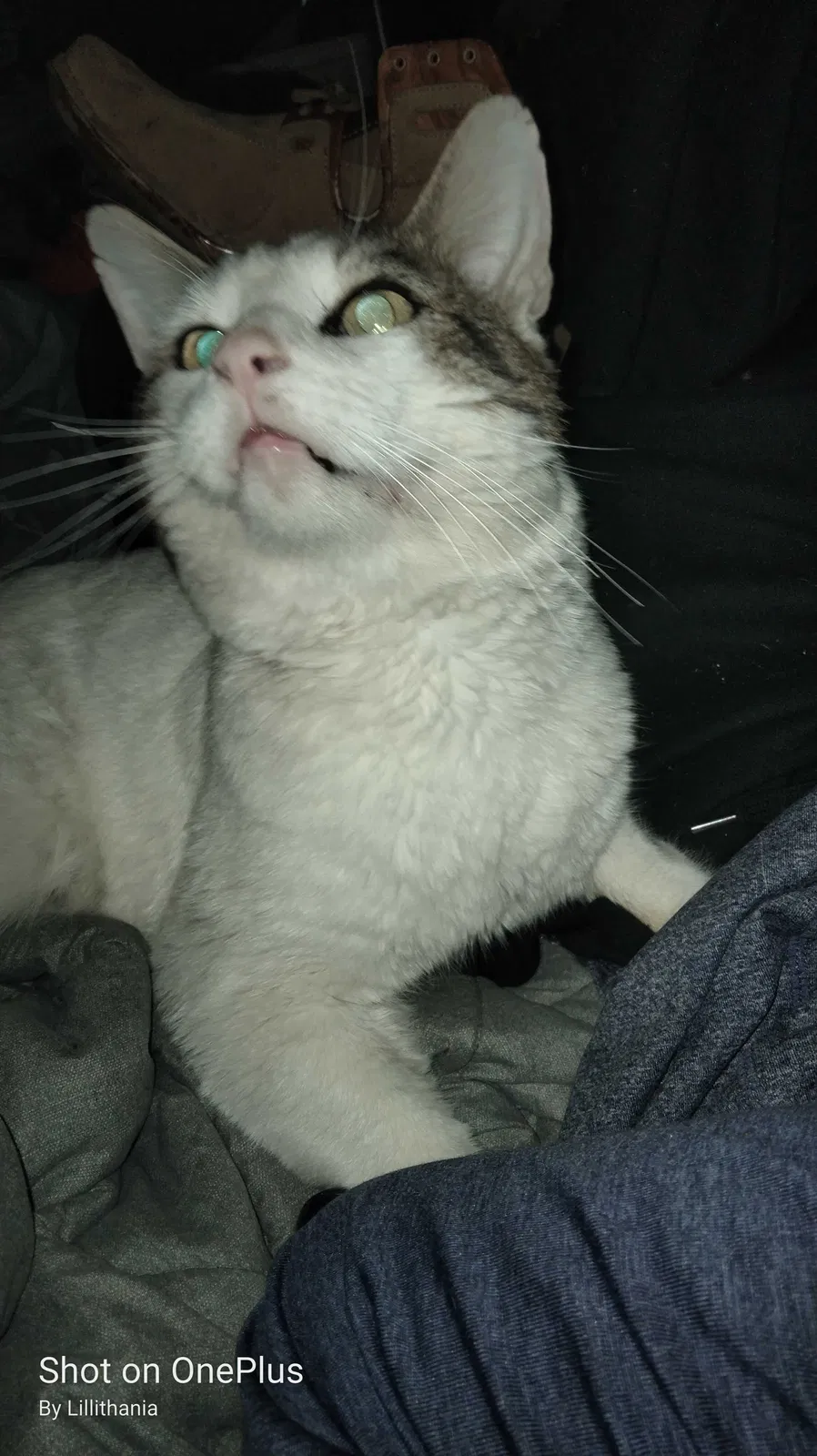 Lost cat in Adelanto, CA, 92301