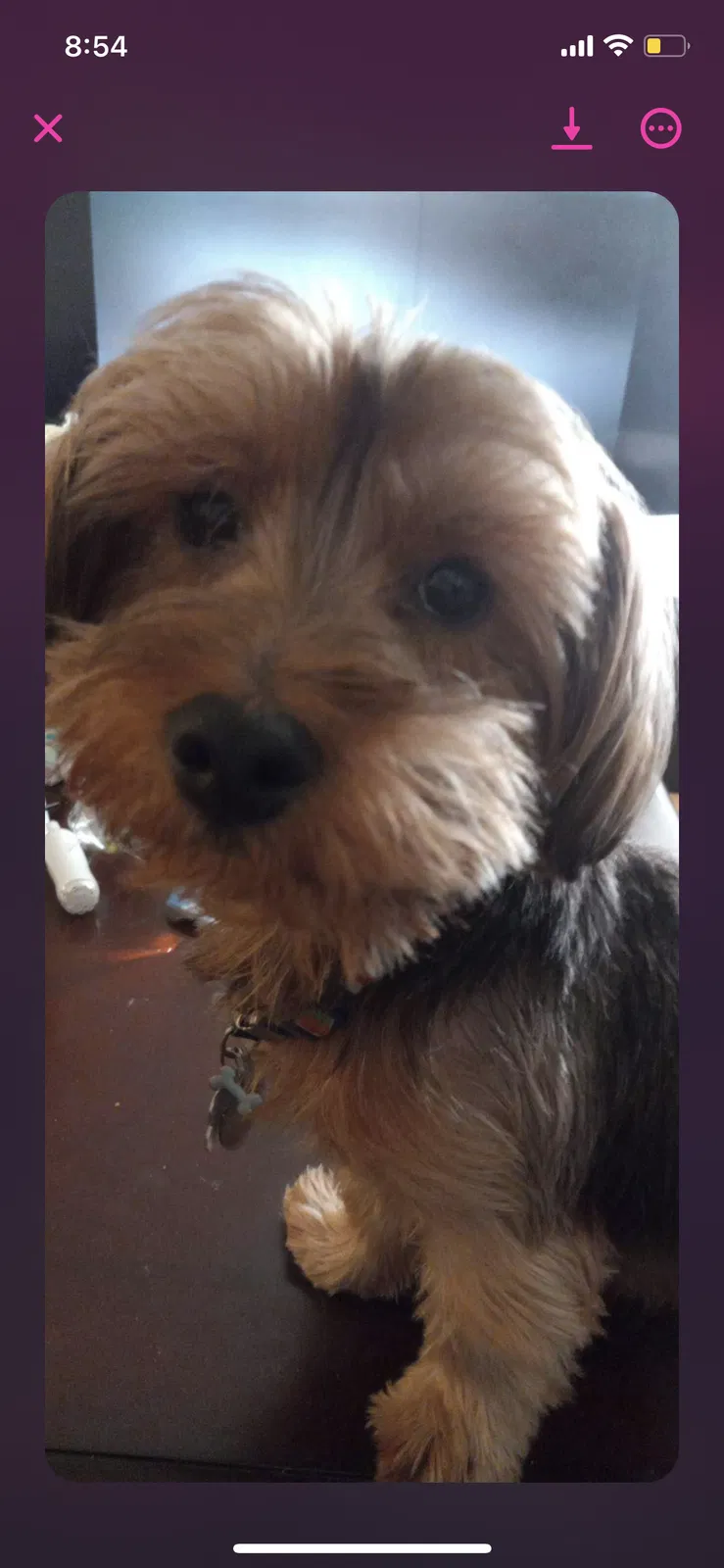 Lost dog in Concord, CA, 94518