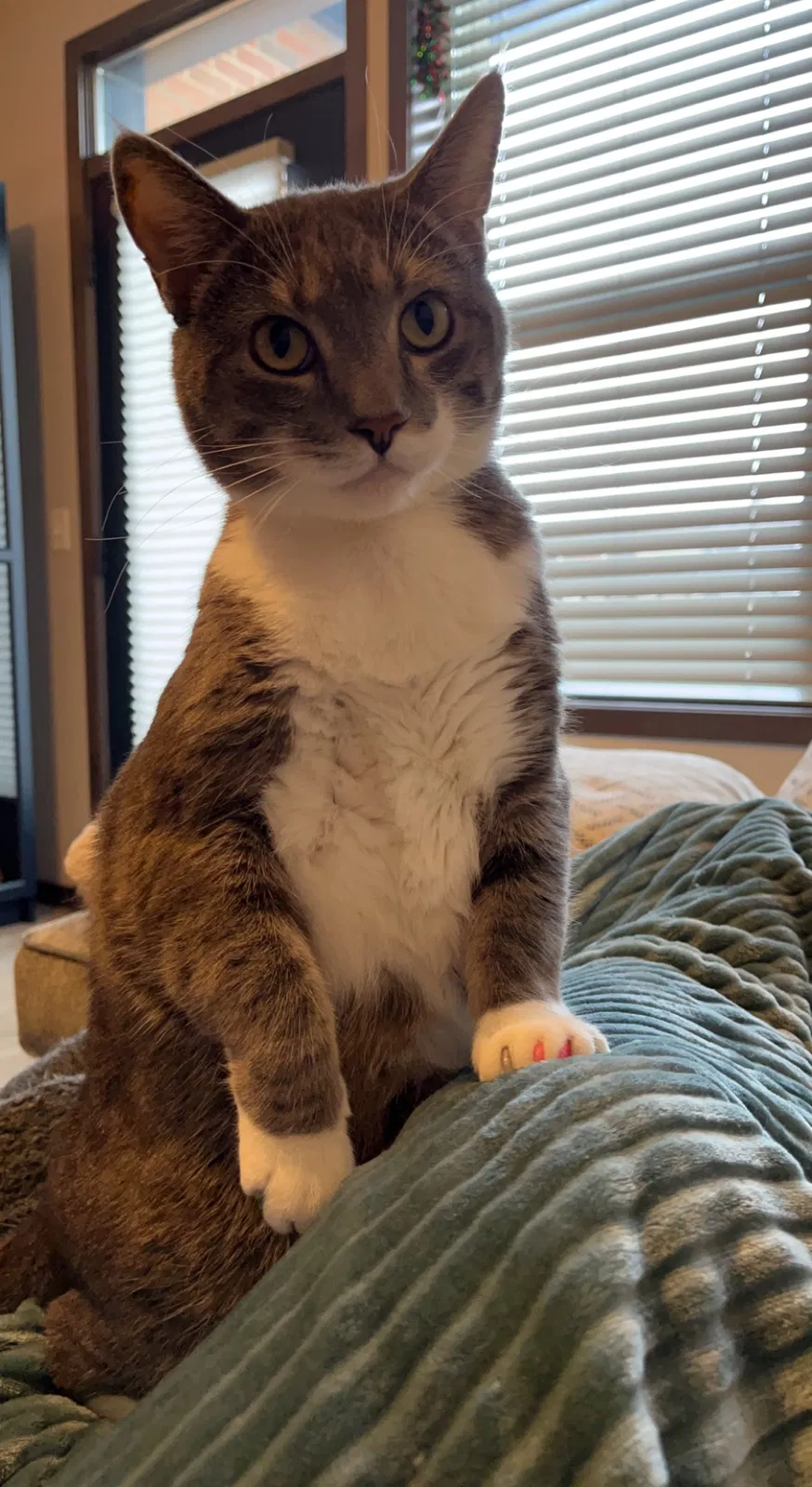 Lost cat in Circle Pines, MN, 55014