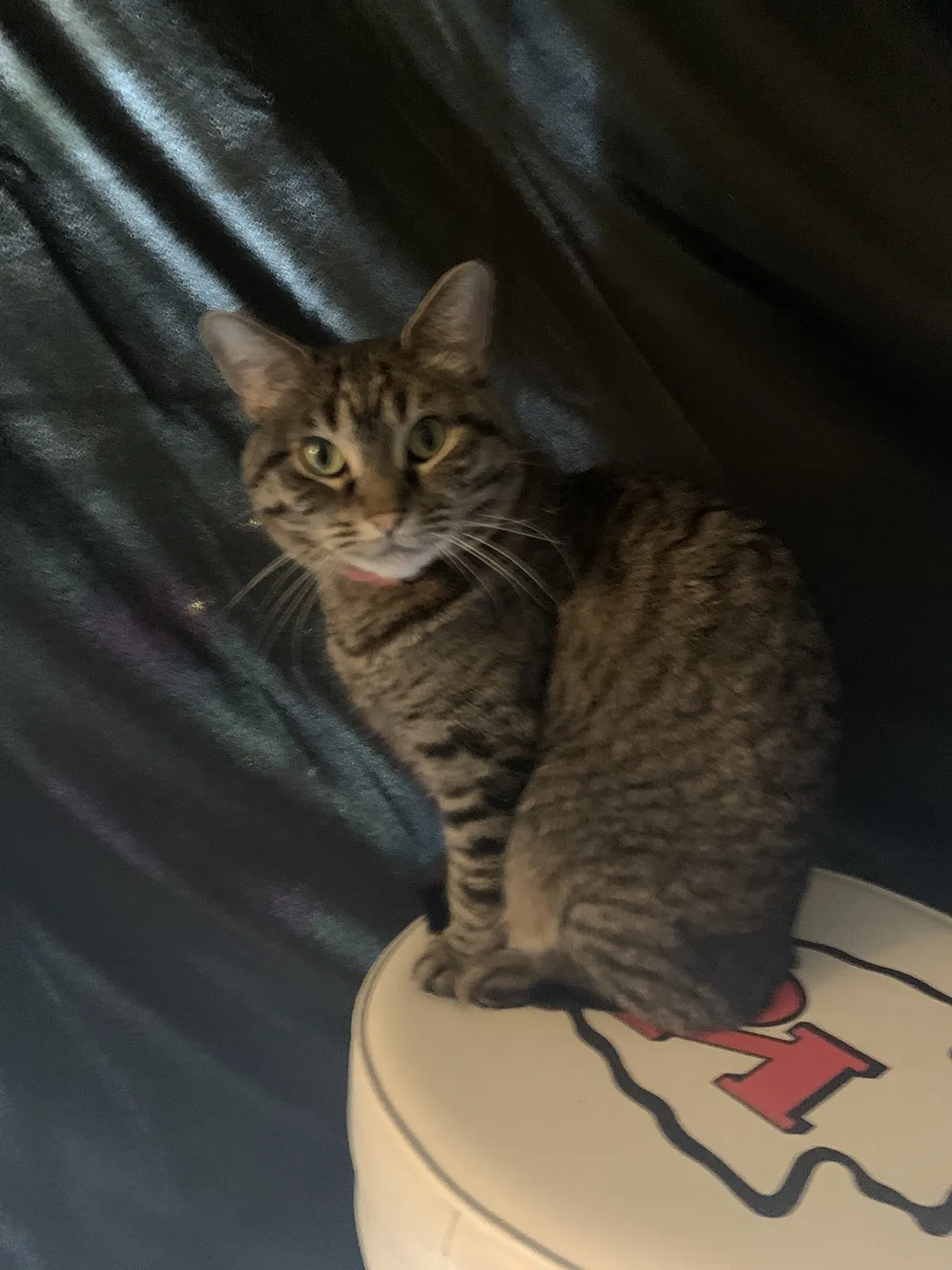 Lost cat in Lenexa, KS, 66219
