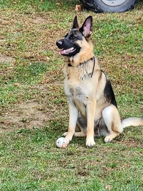 Lost dog in York, PA, 17406