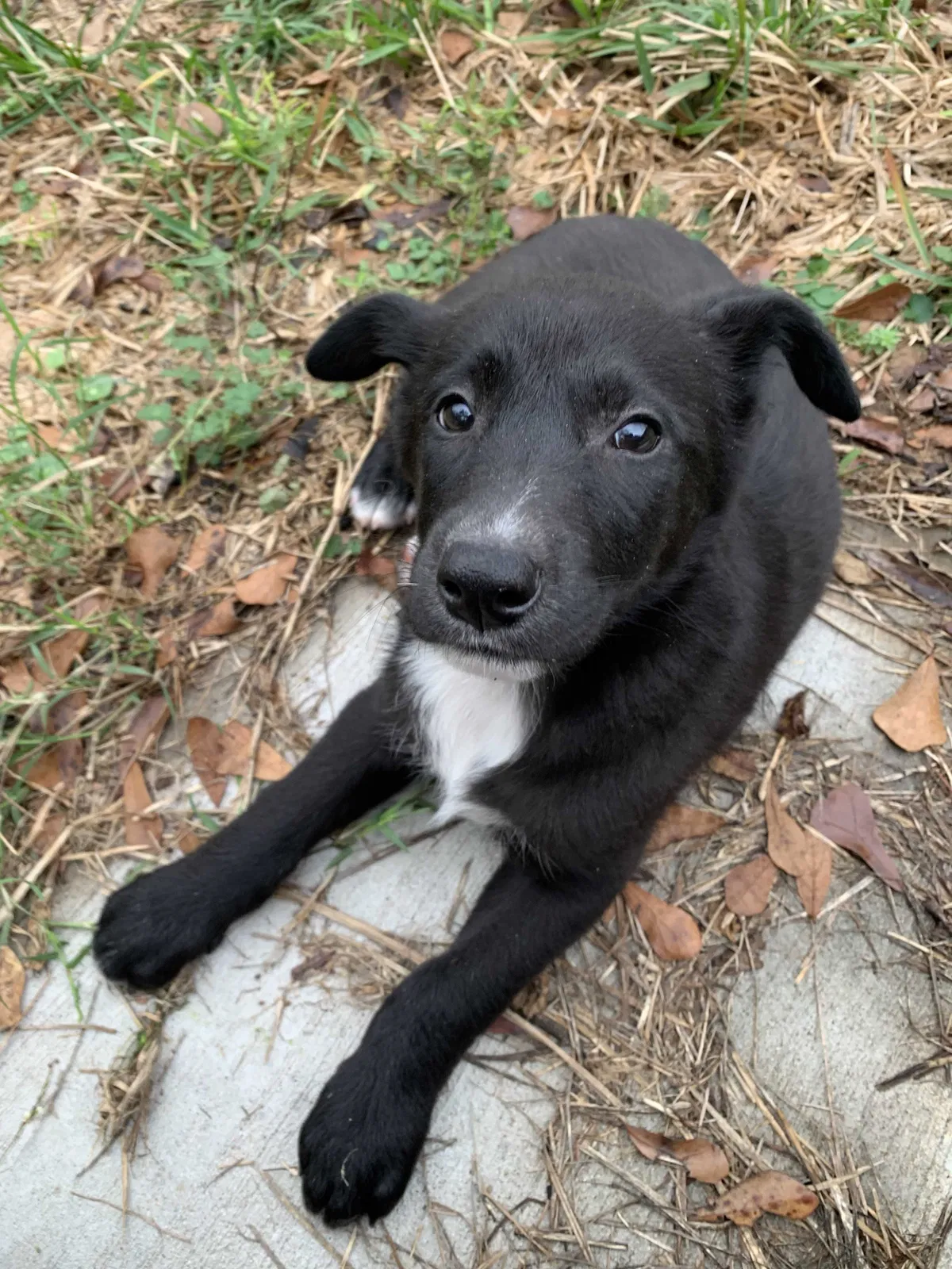 Found dog in Waller, TX, 77484