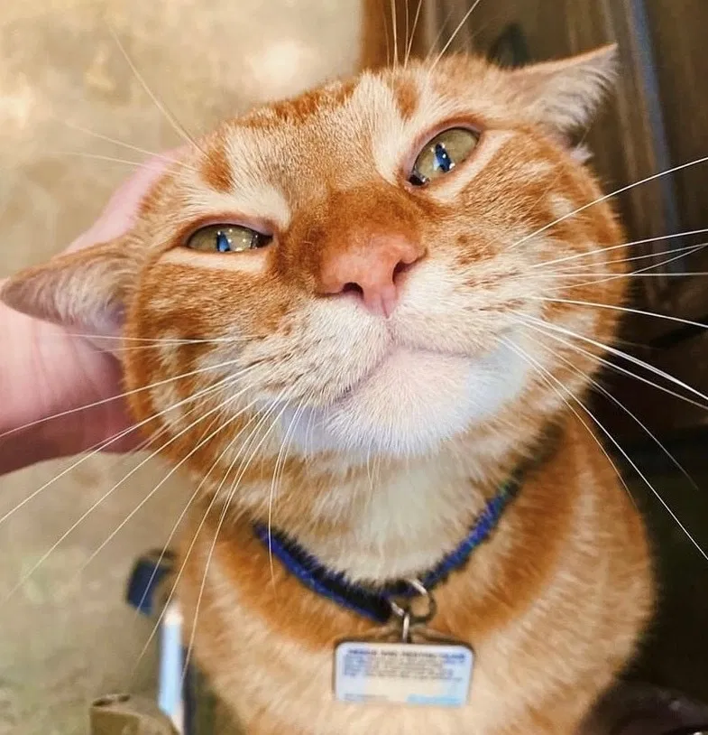 Lost cat in New Braunfels, TX, 78130
