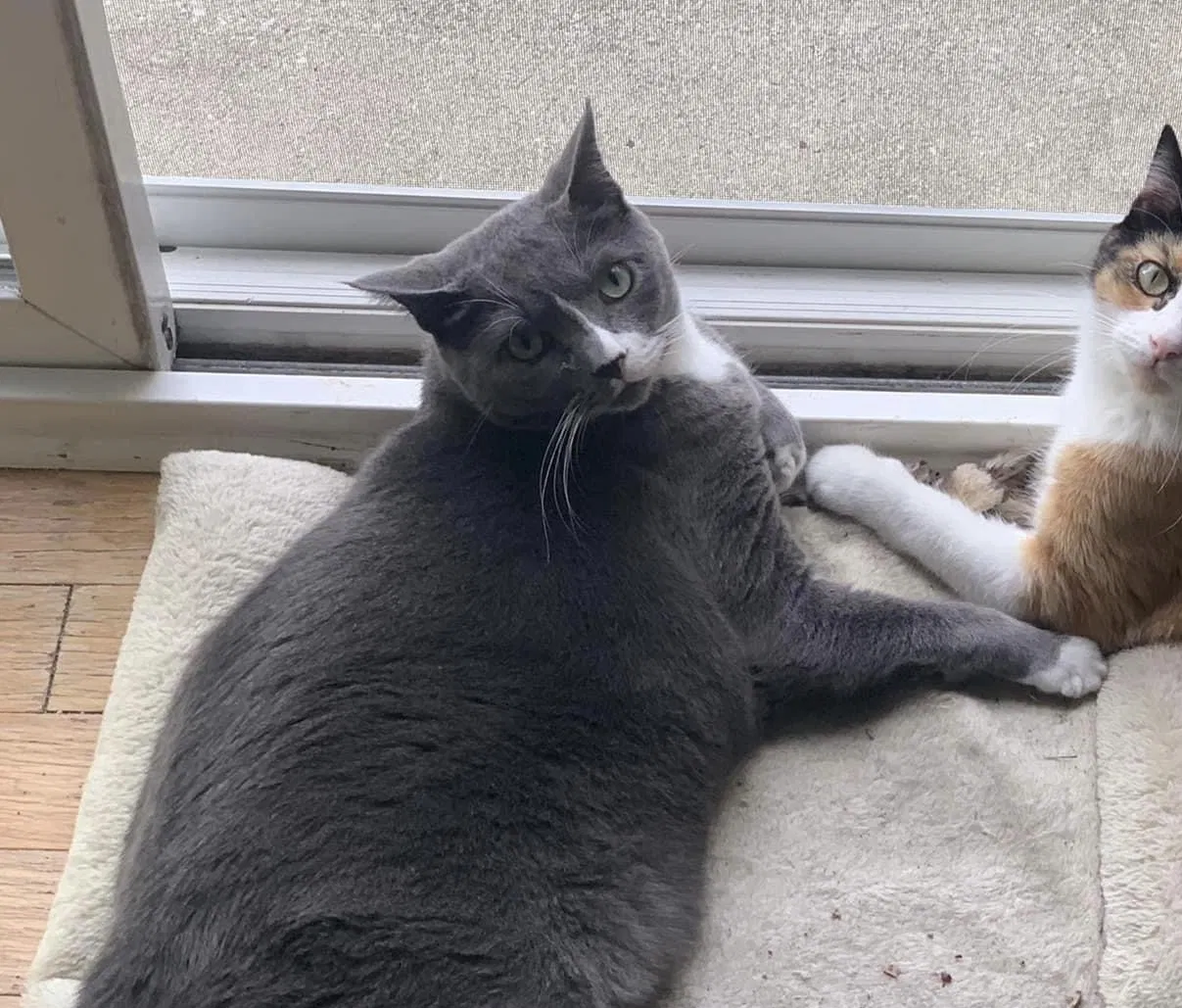 Lost cat in Dublin, OH, 43017