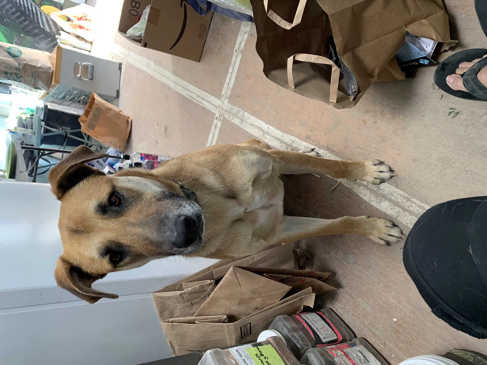 Lost dog in Thermal, CA, 92274
