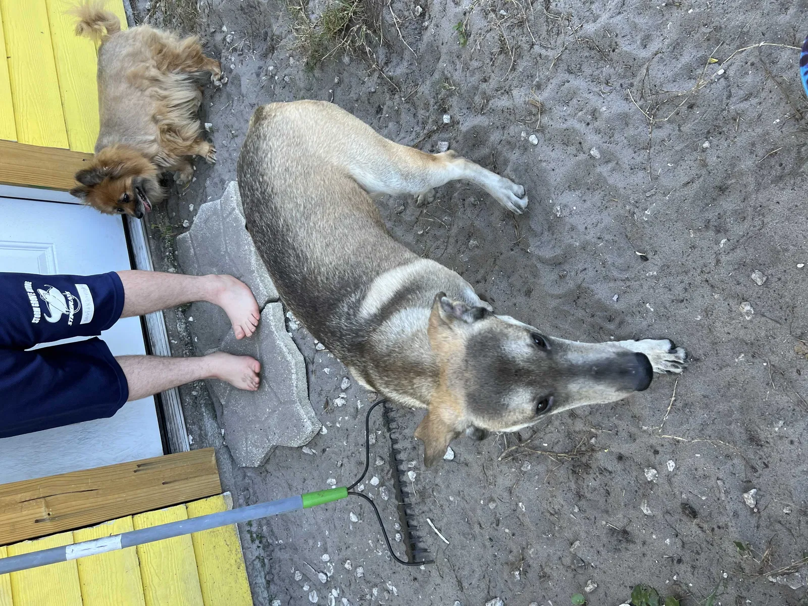 Lost dog in Vero Beach, FL, 32967