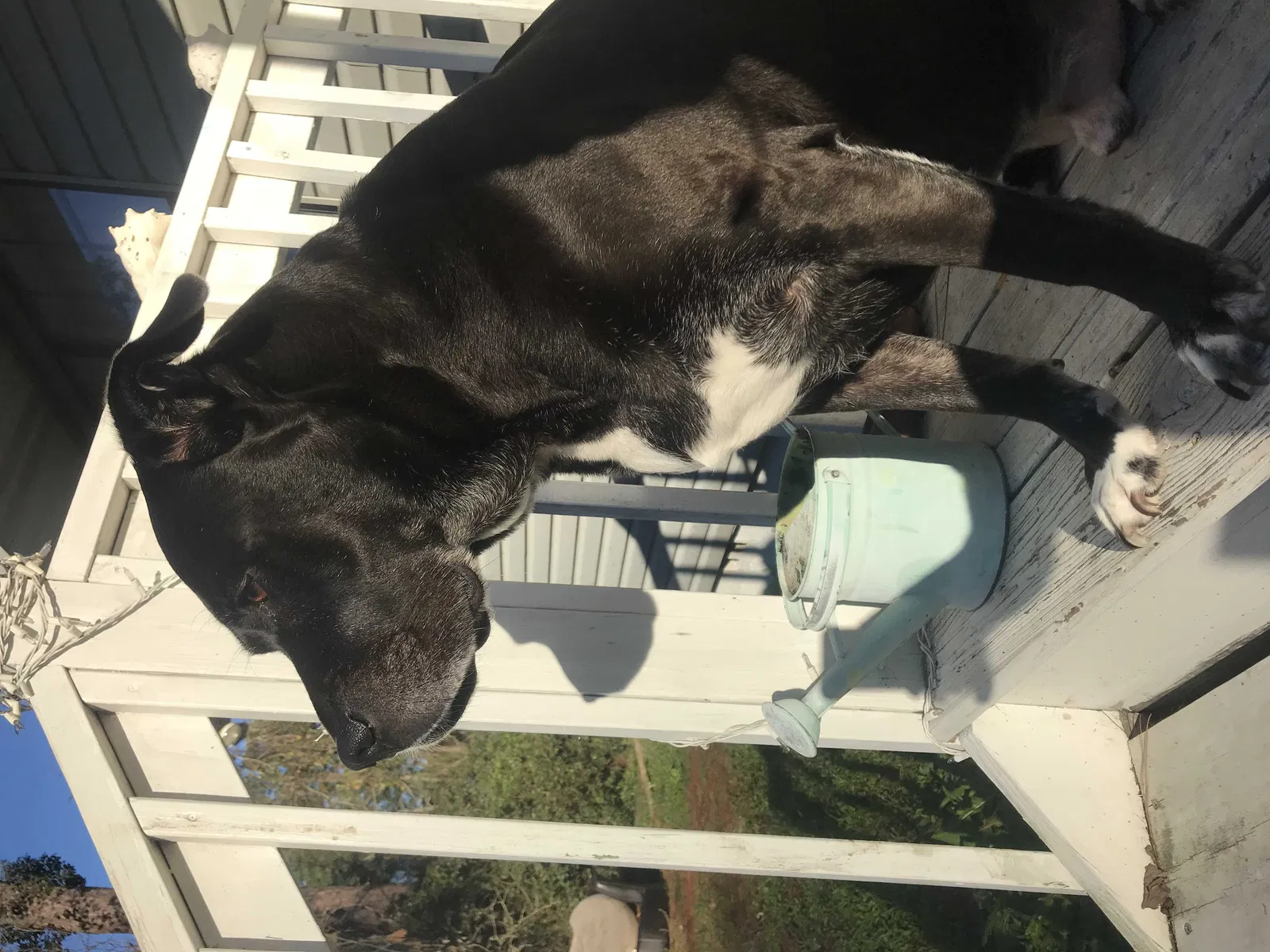 Lost dog in Savannah, GA, 31419