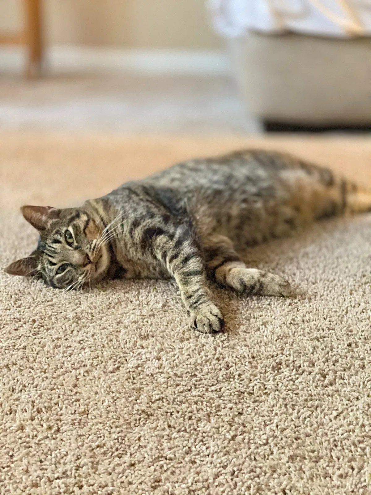 Lost cat in Kansas City, MO, 64158