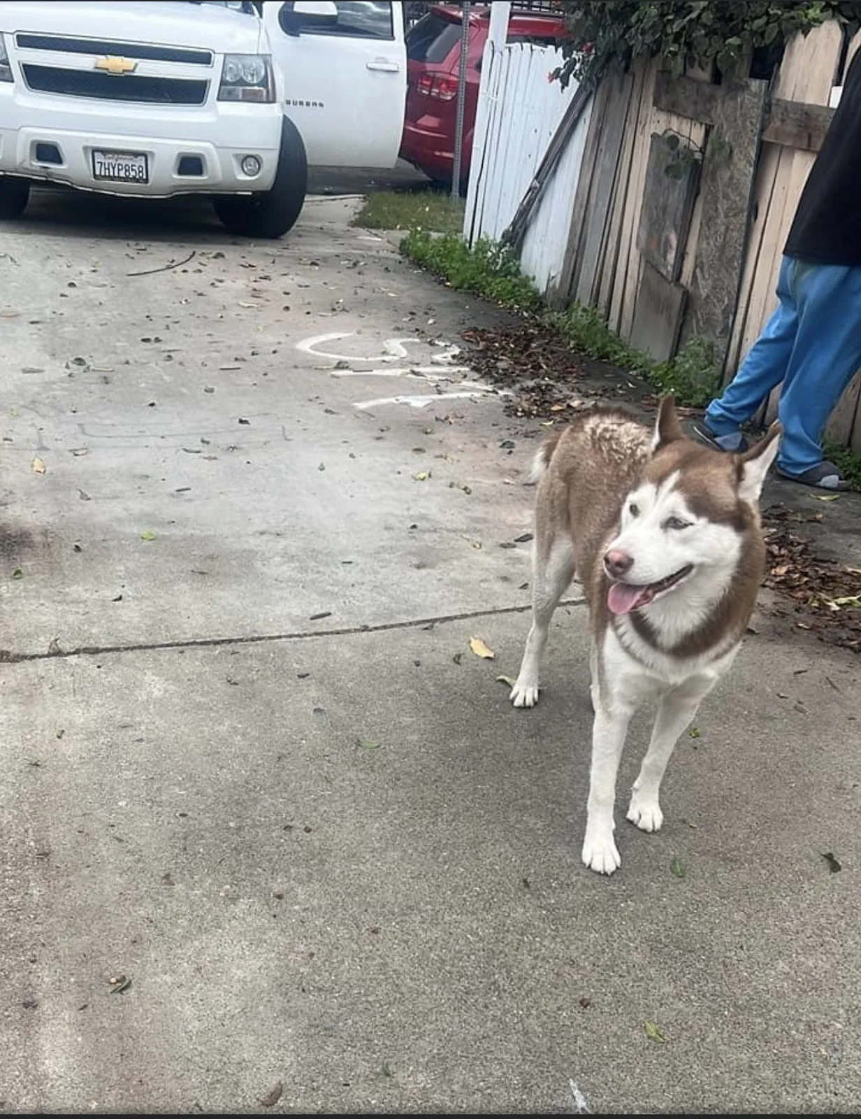 Lost dog in Unknown, CA, 902703