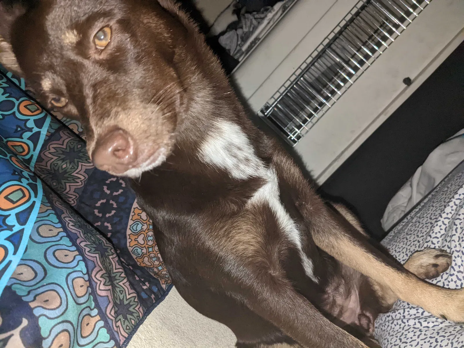 Lost dog in Liberty, TX, 77575