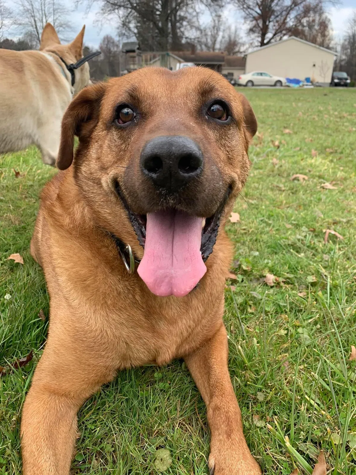 Lost dog in Vienna, OH, 44473