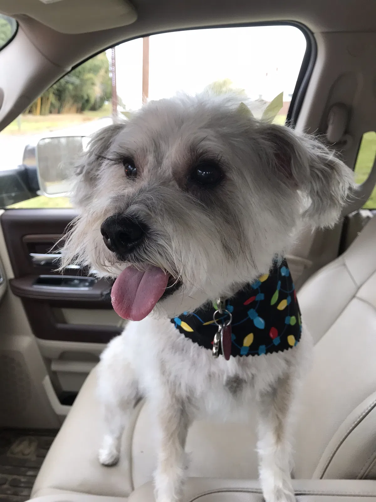 Lost dog in Pilot Mountain, NC, 27041