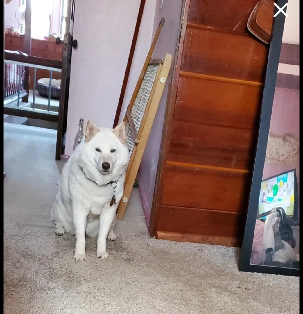 Lost dog in Grafton, WI, 53024