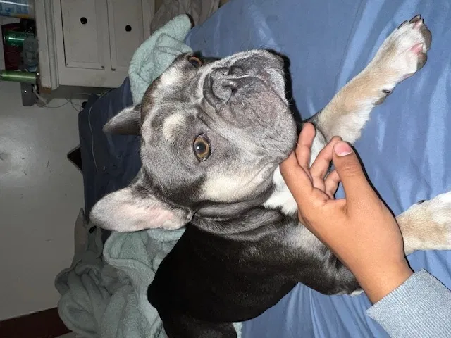 Lost dog in Oakland, CA, 94605