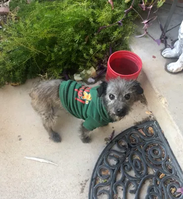 Lost dog in Hesperia, CA, 92345