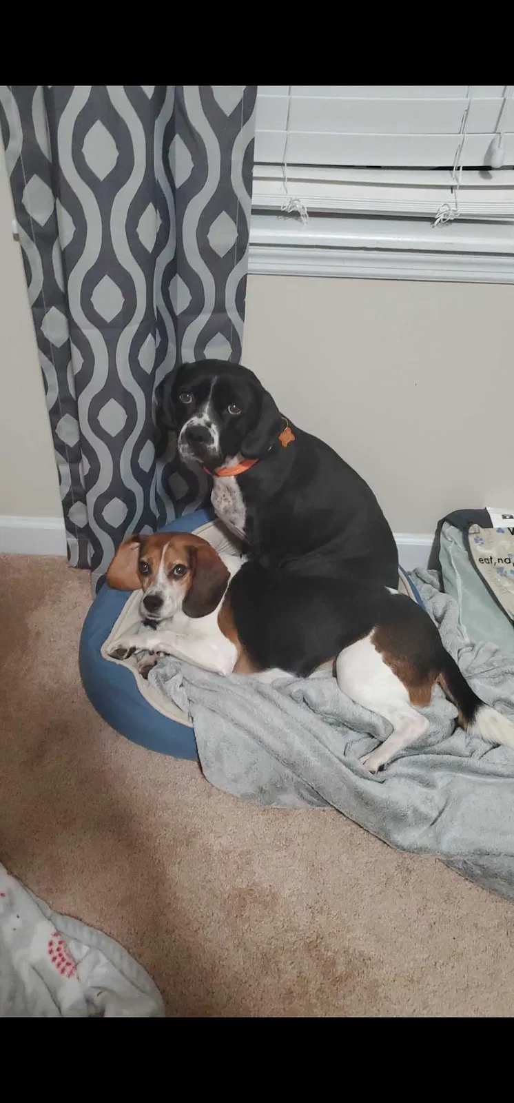 Lost dog in Mayodan, NC, 27027