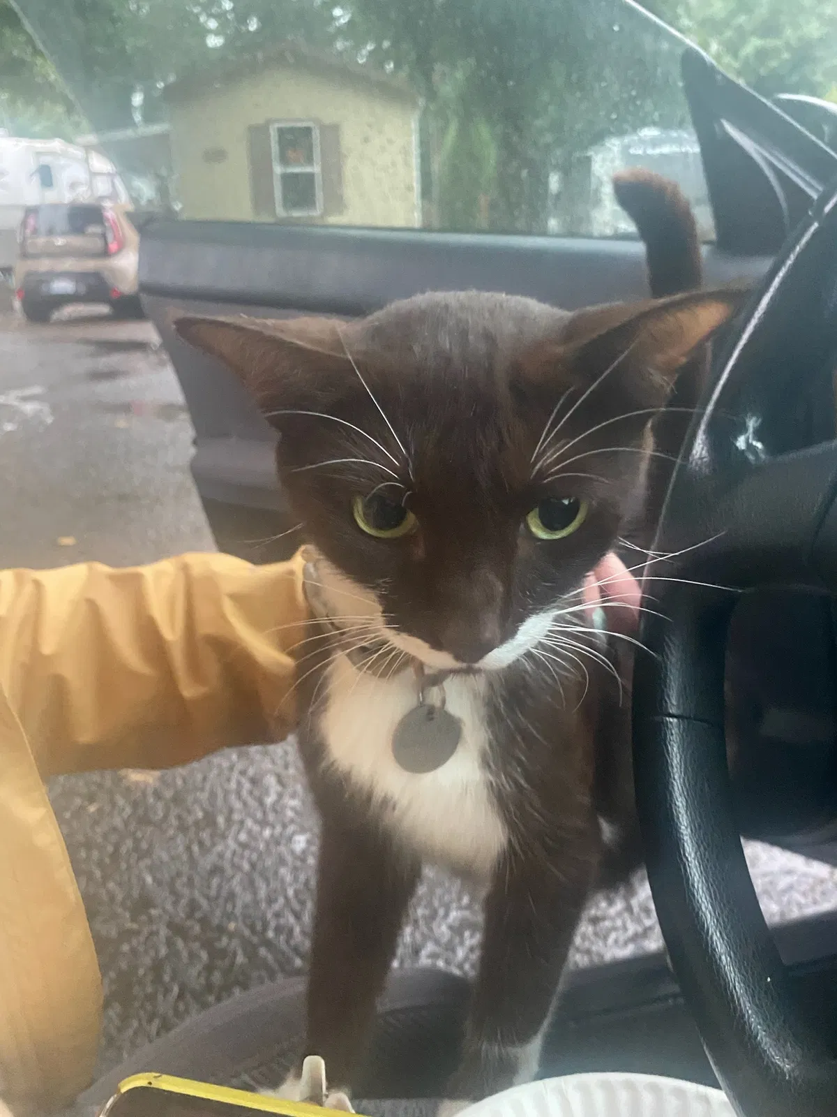 Lost cat in Washougal, WA, 98671