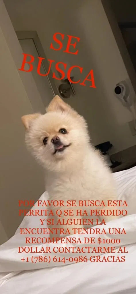 Lost dog in Miami, FL, 33133