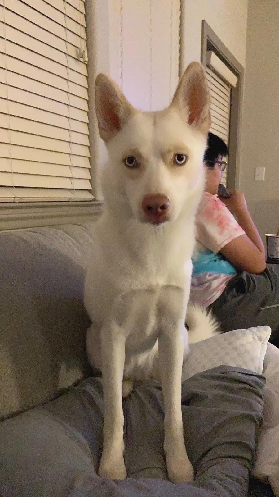 Lost dog in Fort Worth, TX, 76120
