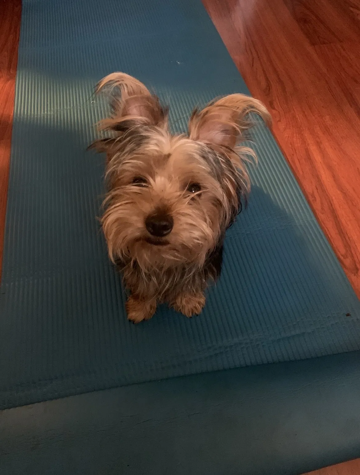Lost dog in Los Angeles, CA, 90003