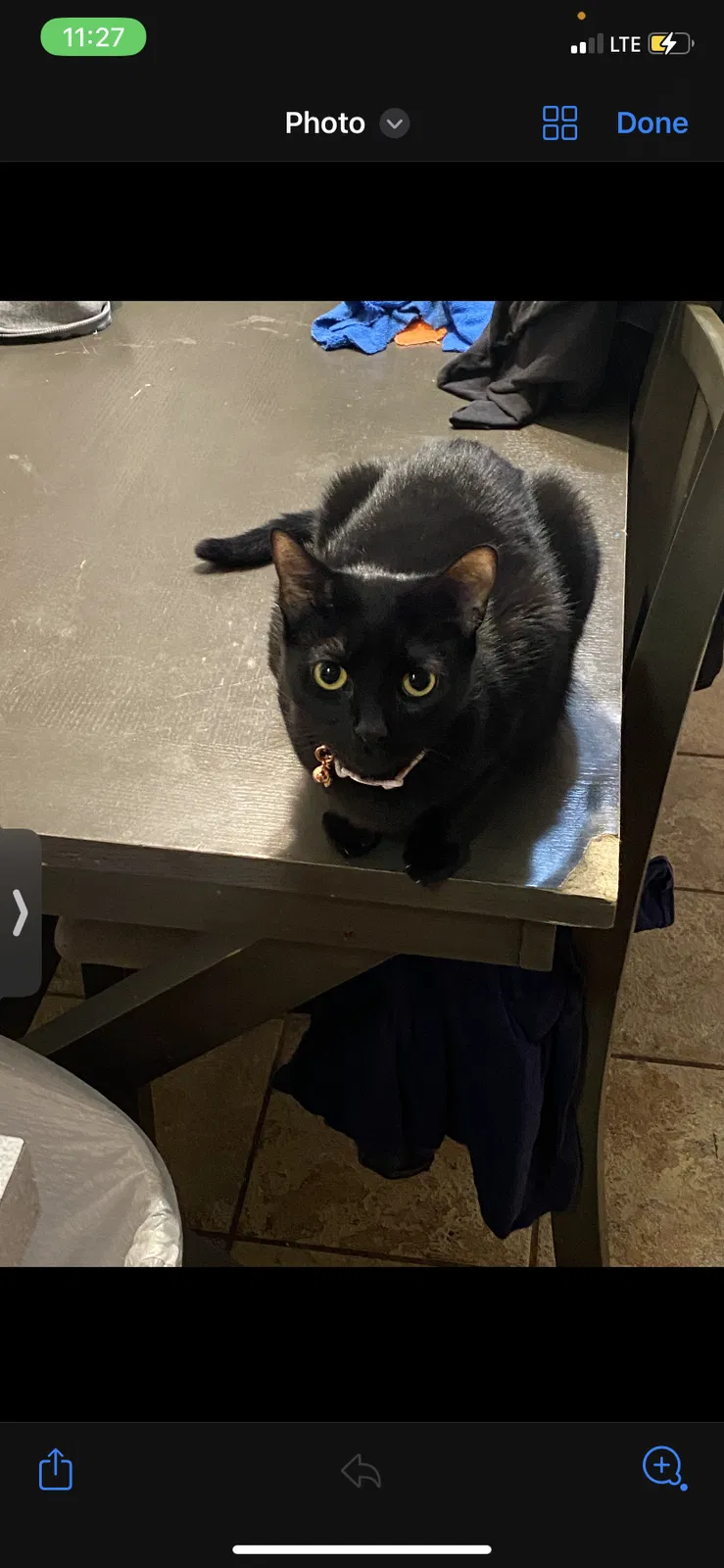 Lost cat in Lexington, SC, 29073