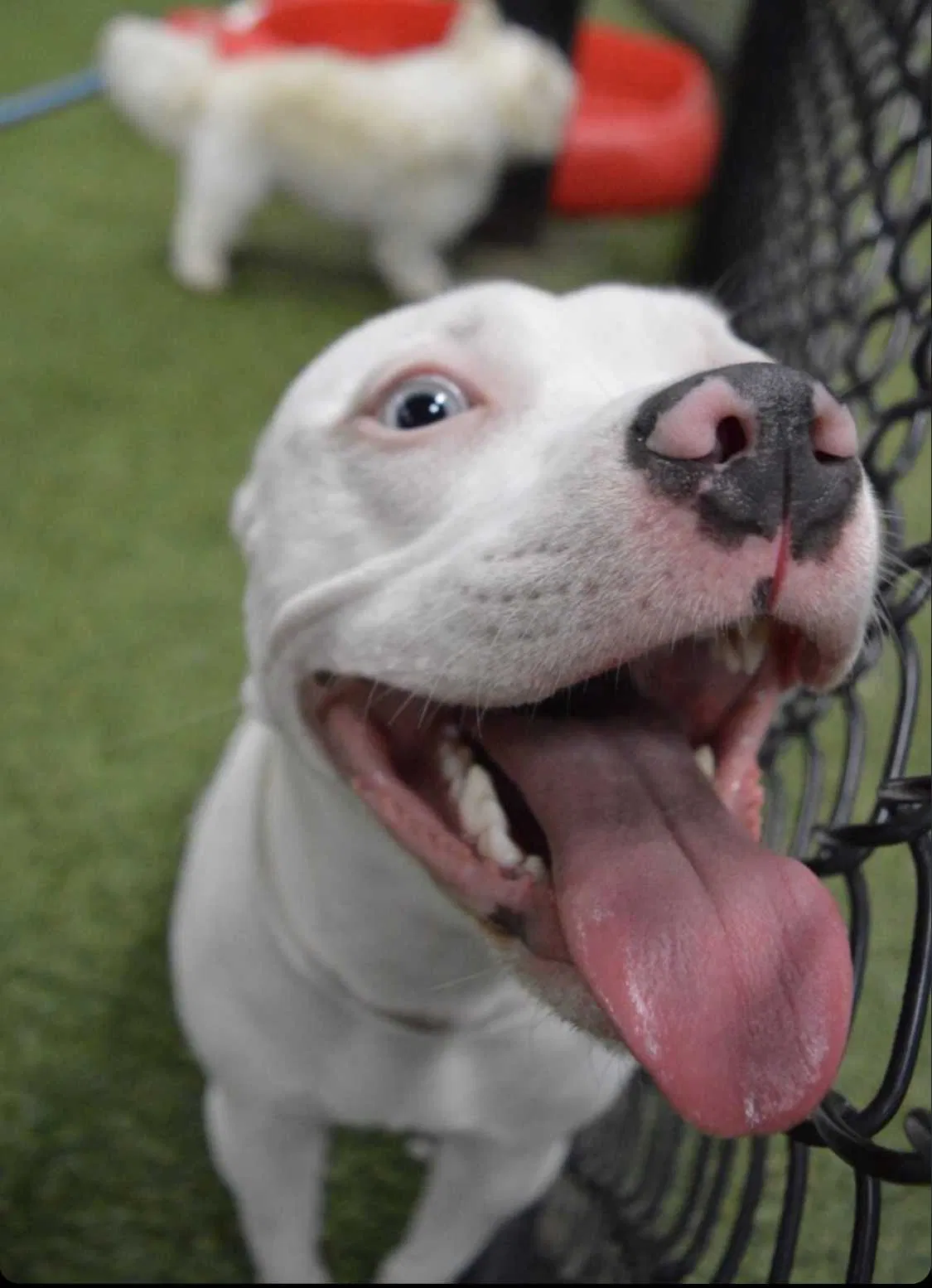 Lost dog in Tallahassee, FL, 32310