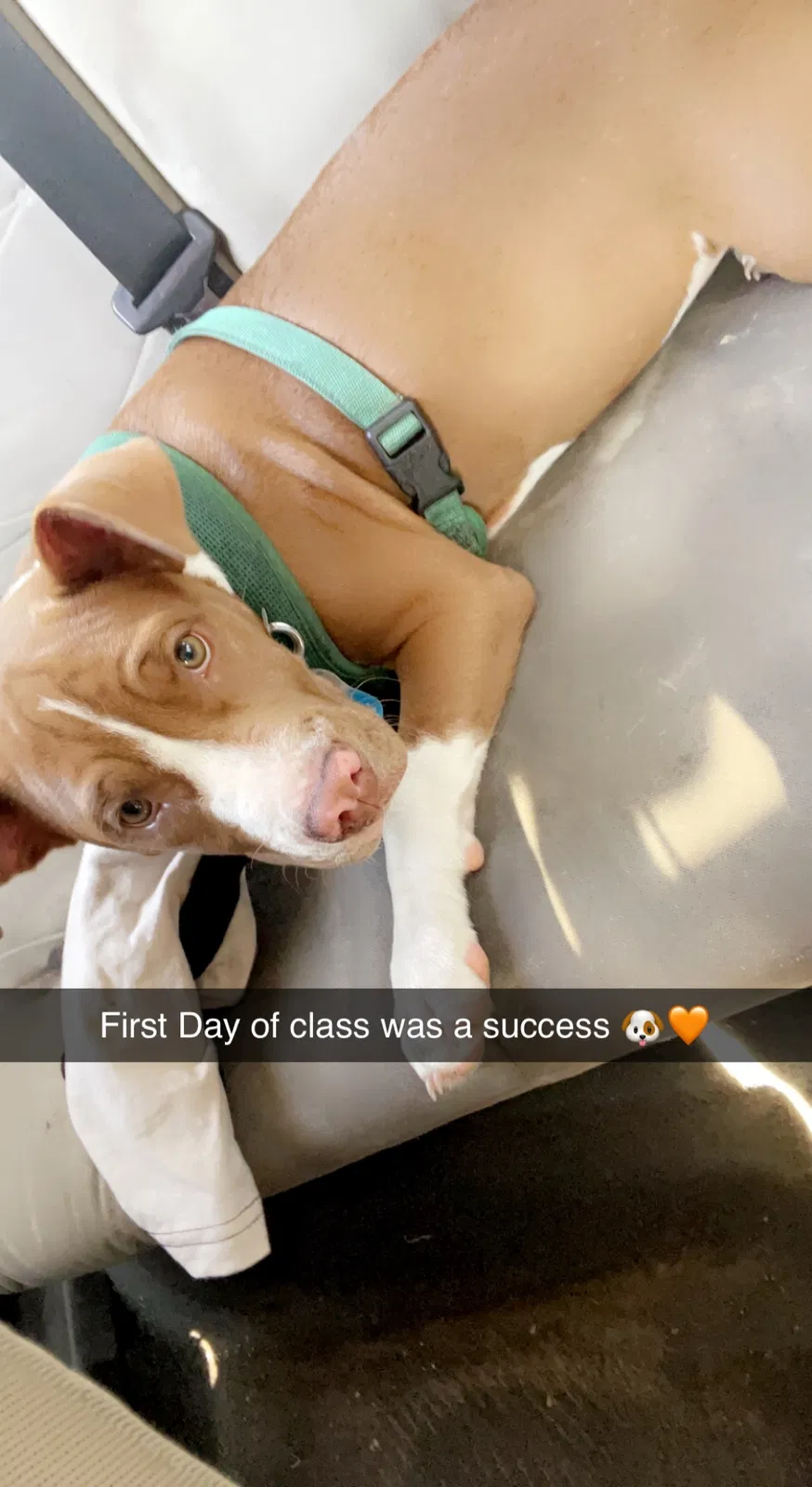 Lost dog in Fort Myers, FL, 33916