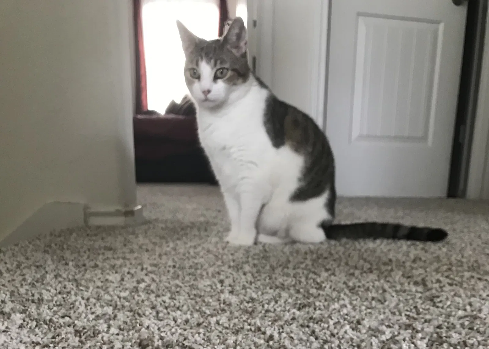 Lost cat in Pflugerville, TX, 78660