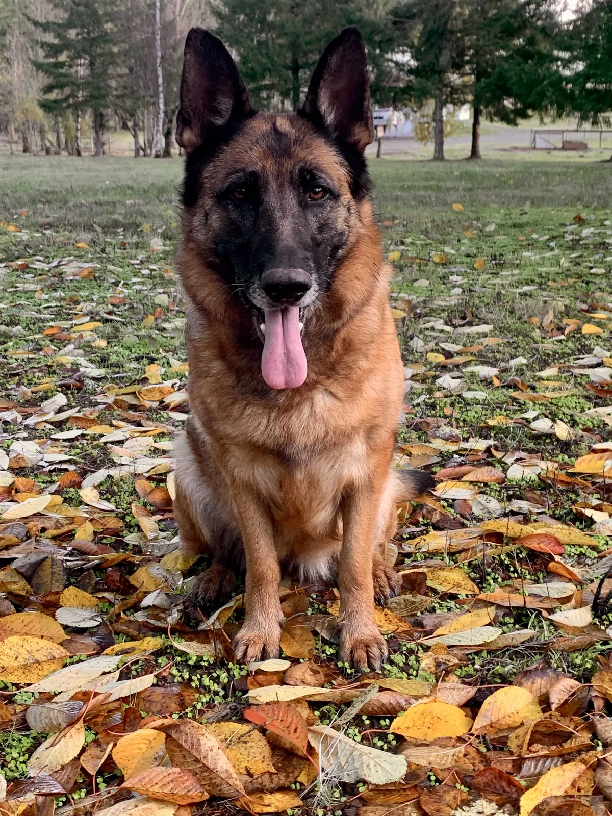 Lost dog in Oregon City, OR, 97045